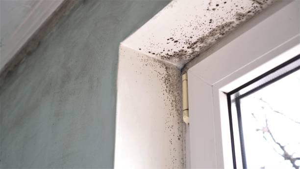 Best Affordable Mold Removal  in Westby, WI