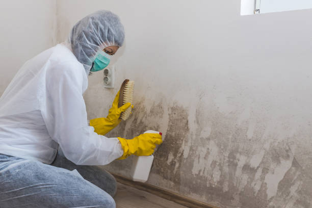 Best Professional Mold Removal  in Westby, WI