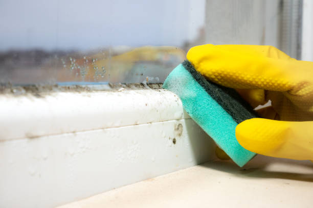 Best Mold Removal Near Me  in Westby, WI