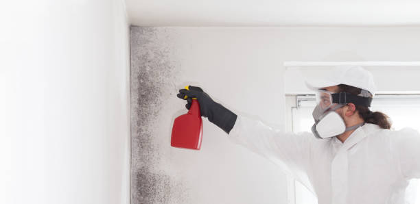 Best Certified Mold Removal  in Westby, WI