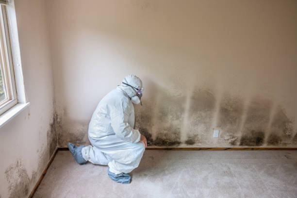 Best Mold Remediation  in Westby, WI