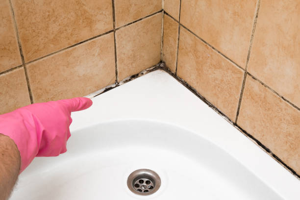 Best Black Mold Removal  in Westby, WI